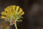 Coastal plain honeycombhead